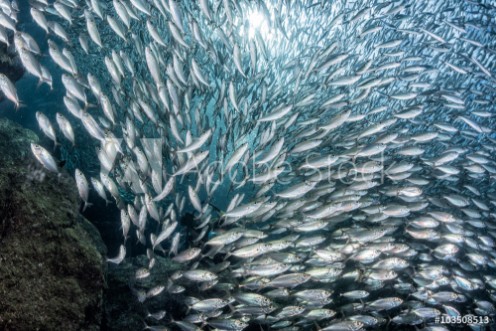 Picture of Sardine school of fish underwater